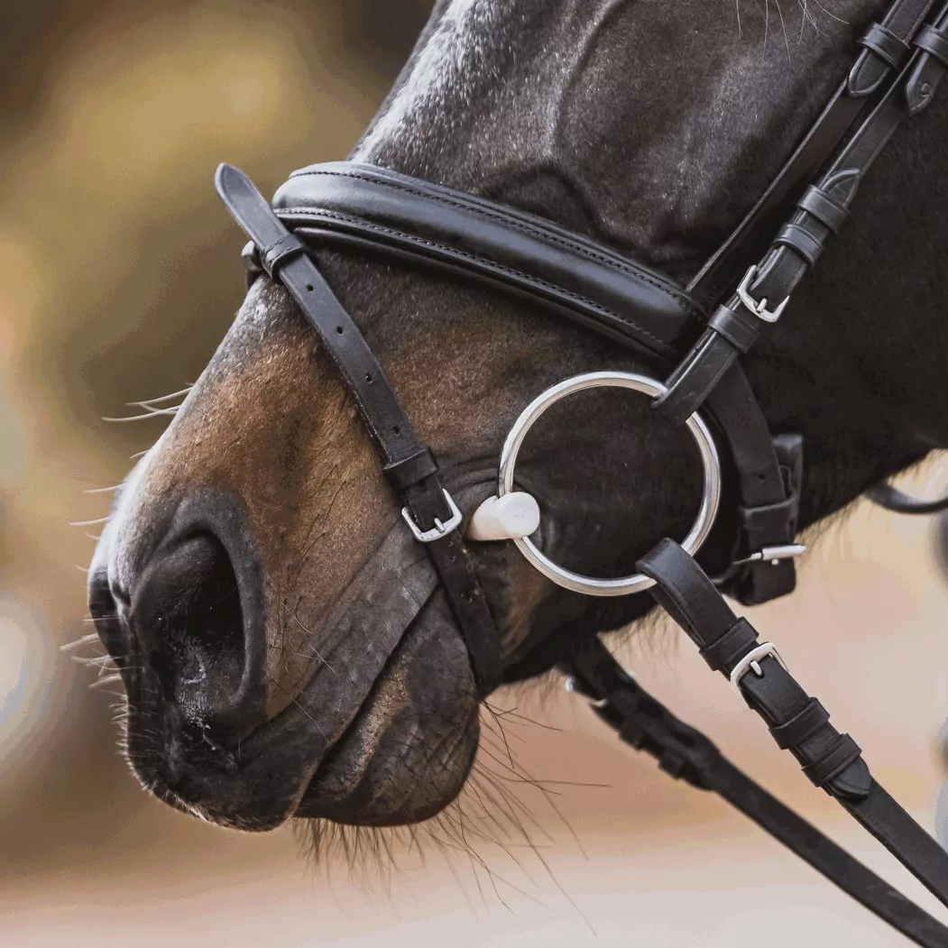 40801_hest